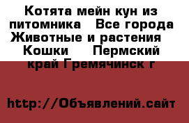 Котята мейн-кун из питомника - Все города Животные и растения » Кошки   . Пермский край,Гремячинск г.